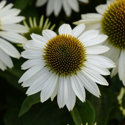 50 Blanco Coneflower Seeds Echinacea Flower Perennial Bloom Flowers Seed 1336 - Picture 7 of 24