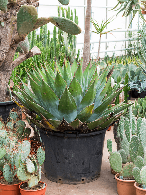 Mountain Agave (Agave Montana) 10+ Seeds Houseplant. Century. Same Day  Dispatch | eBay