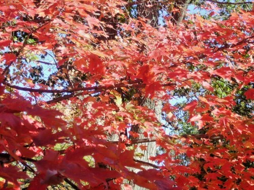 15 BONFIRE SUGAR MAPLE SEEEDS - Acer saccharum 'Bonfire" - Picture 5 of 10
