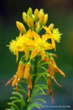 BULBINE NATALENSIS rooiwortel rare exotic medicinal succulent flowering 20 seeds