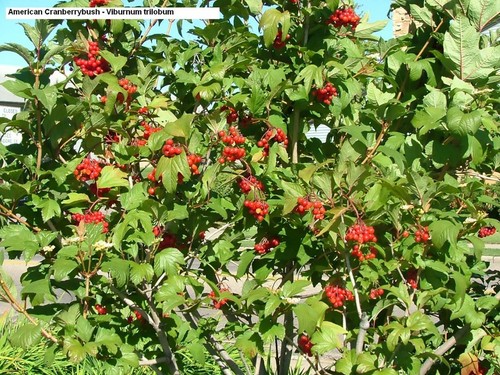 American Highbush Cranberry, Viburnum trilobum, Shrub Seeds (Showy, Edible) - Picture 6 of 12