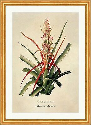 Pinguin-Bromelie Bromelia Pinguin Bromeliaceae Ananas Frucht Rot Redoute  014 | eBay.de