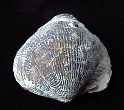Brachiopod-Pseudoatrypa- Devonian- 420 Million Years Old- Speed, Indiana