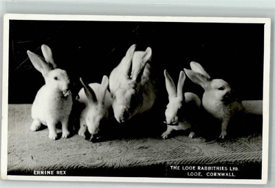39152500 - Rasse Kaninchen Ermine Rex - The Looe Rabbitries , Cornwall ...