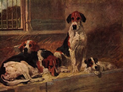 1930s Antique Foxhound Art Print J Emms Dog Art Hunting Dogs Art Print 5667t
