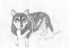 Kleiner Hund liegend Bleistiftskizze von Sharon Louise Brooks