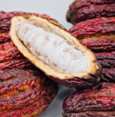 elfbar elfa kaufen 1 PACK PREMIUM FRESH WHOLE COCOA POD EXOTIC FRUIT HAND PICKED FREE SHIPPING
