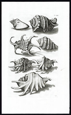 Antiker Druck - Chassis Cornuta - Schneckenhaus - Weichtiere - Maria Sybilla Merian - 1741