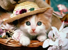 Diamond Painting Katze 40x30 cm Katze - Neu