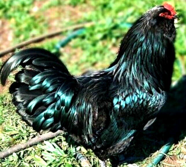 24 NPIP AI CLEAN BLACK AMERAUCANA CHICKEN HATCHING EGGS SHOW QUALITY GRADE A++