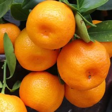 PIANTA DI MANDARINO COMUNE in mastello 35 età 5/6 anni (foto reali)