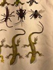 XX Five Lined Skink Lizard 9 Lizards Other Bugs One Fly Looks Real Total Lot 14 — photo 4