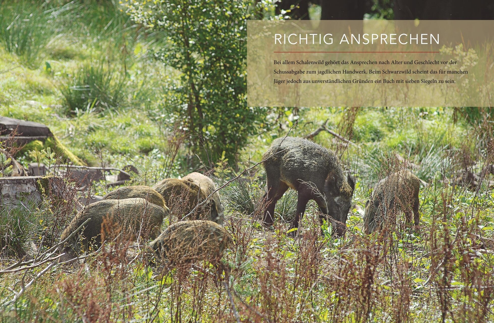 Thumbnail - Schwarzwild Visier Dirk Waltmann