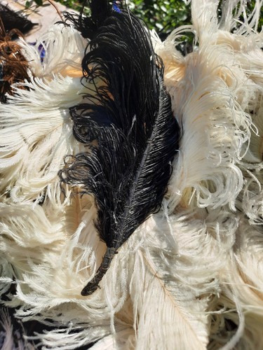 lot d'anciennes plumes d'autruche d 'époque 1900-1920 - Foto 11 di 12