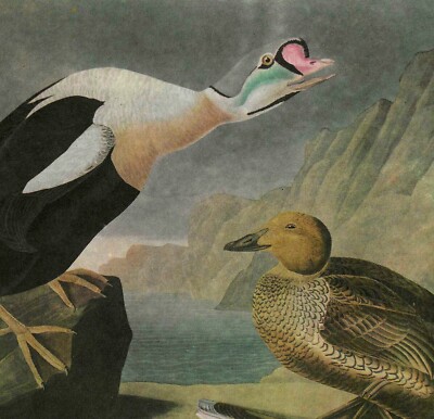 King Eider Duck Bird 1946 Color Plate Print John James Audubon Nature DWV2A