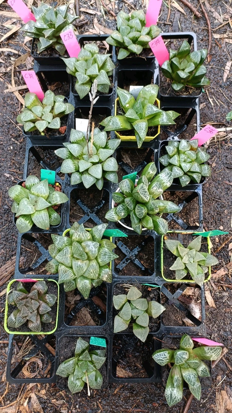 Haworthia mature size Large plant-- pick the one you like , nice Succulent G2
Opens in a new window 