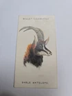 Cigarette card  wills -wild animals heads  - No 1 - free postage - lot  1083