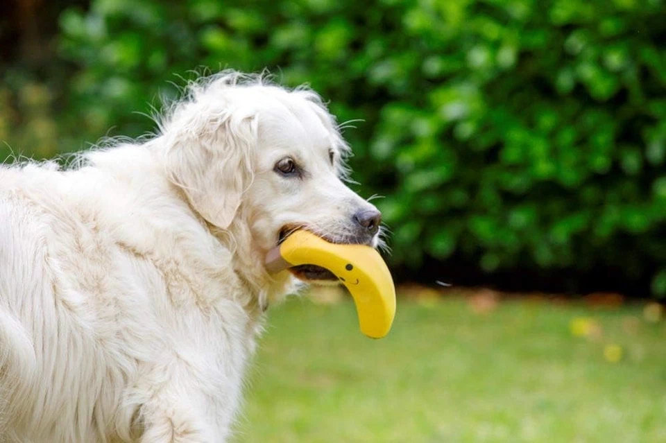 Giocattolo Morbido per Cani in Lattice E Banana, Grande - Immagine 4 di 4