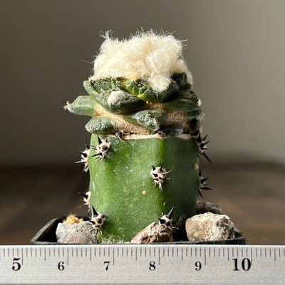 28-1574 Cactus fissuratus, RS420, Cuatrocienegas, grafted