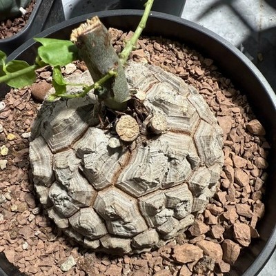 Succulent Cactus Plant Dioscorea Elephantipes Dioscoreaceae Garden Beautiful 7CM