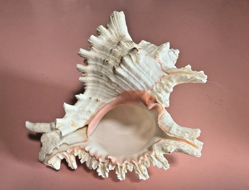 Murex Chicoreus Ramosus Shell 210mm White Sea Snail Private Collection Specimen