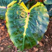 Colocasia Bulb Piccolo New Hybrid Tuber (Includes All Import Duties And Taxes)