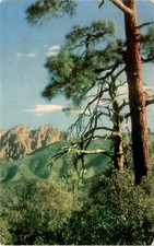 Leonardo PINE-STUDDED MOUNTAIN TOPS K159A NATURAL Cabere Band DEC 795!