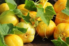 100 LEMON CUCUMBER Cucumis Sativus Fruit Vegetable Seeds *Combined S/H