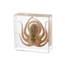 Taxidermy Octopus Real Octopus Specimens Animal Specimen in Resin for Science...