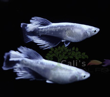 3 1 FREE Mariage Kissing Wide Fin MKW - Oryzias latipes - Rice Fish