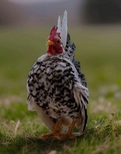 2 1 Micro  Size A  B 100 Pure Serama Hatching Eggs Malaysian And Traditional