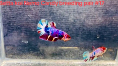BETTA NEMO KOI MULTI READY BREEDING PAIR MALE FEMALE LIVE FISH
