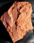 Beautiful preserved Carboniferous Lepidodendron fossil branch