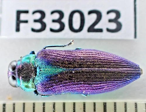 F33023. Insects, Buprestidae sp. Vietnam North. New area!!!!!!! Nice!!!!!!!