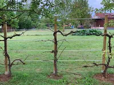 Rankmanufaktur Design Spalier Alu Edelstahl Rankhilfe Rankgitter HOLZ