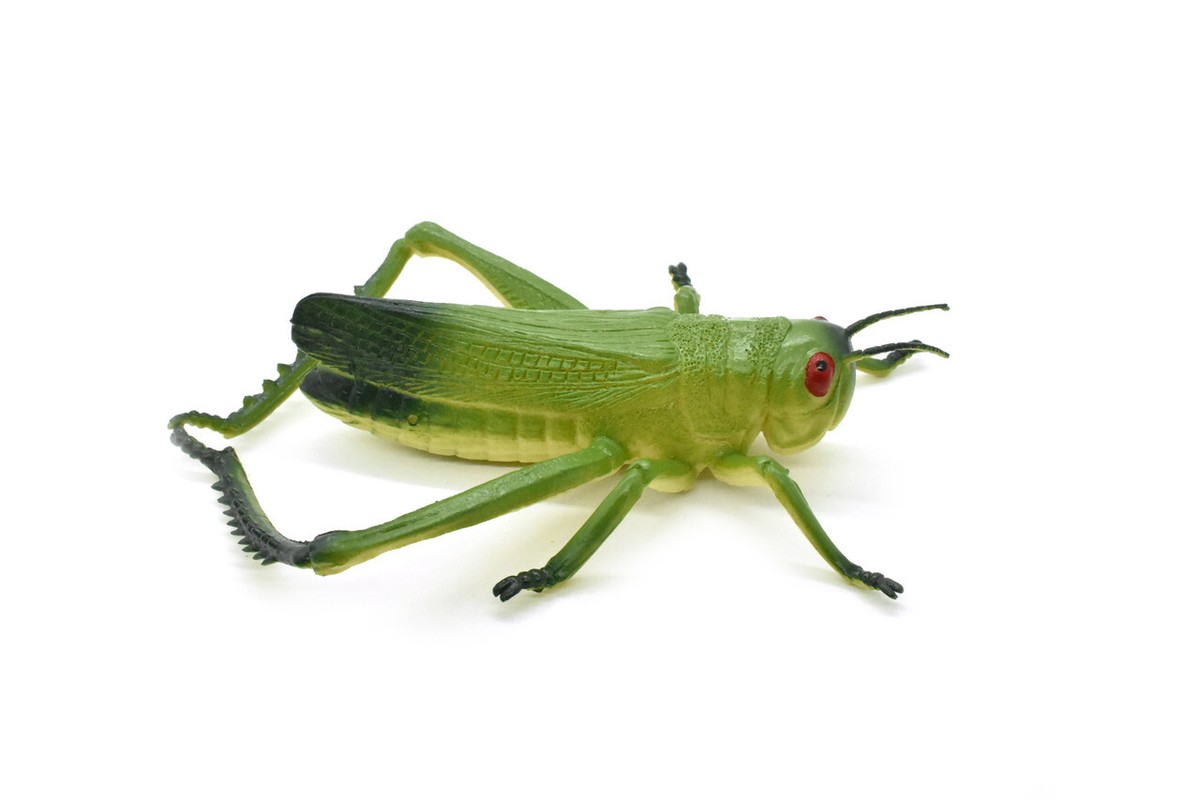 Grasshopper Toy, Green, Large Rubber Bug, Realistic Insect Model