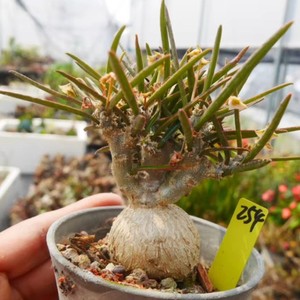 Euphorbia Decidua | eBay