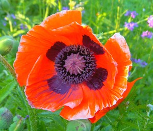 Poppy Oriental Bright Orange Scarlet 200 Seeds