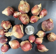 Egyptian Walking Onions 25 Topsets Bulblets Organically Grown from Maine