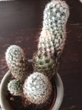 Cactus approx 25cm tall in