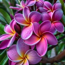 5 Pink Purple Plumeria Seeds Plants Flower Lei Hawaiian Perennial Bloom Seed