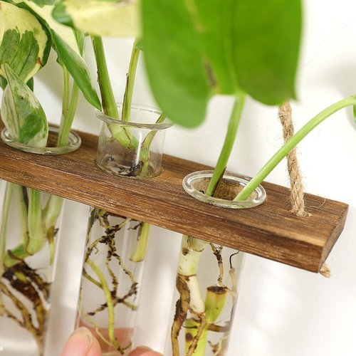 Wall Hanging Propagation Station with Wooden Stand Glass Test Tubes Tiered Plant - Picture 4 of 6
