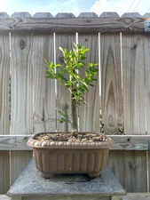 AWESOME! Beautiful Chinese ELM Pre-Bonsai, 18 Years, HUGE TRUNK