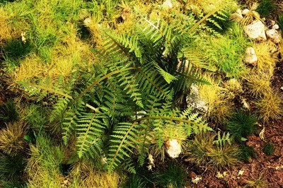 Model Scene 1/35 Bracken Fern (laser cut paper sheets)