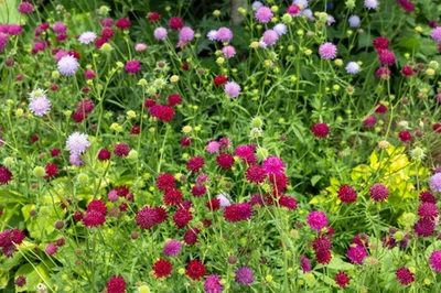 SEEDVILLE USA 50 FINEST MIXED Colors SCABIOSA (Mourning Bride / Pin Cushion) Scabiosa Atropurp