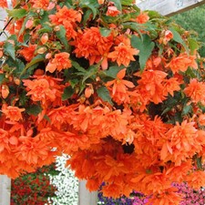 6 Trailing Begonia Ilumination Orange Hanging Basket Jumbo Plug Plants