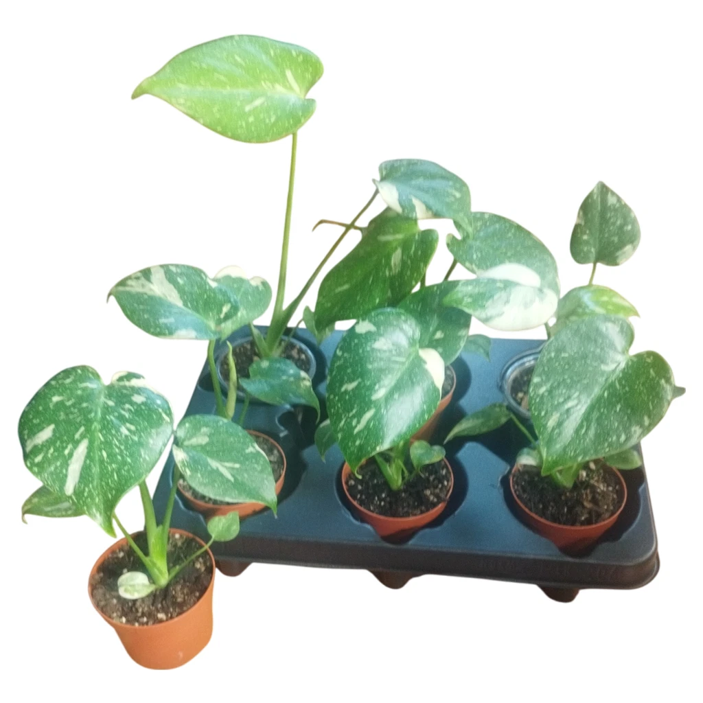 Immergrne Pflanzen, Bume & Strucher Ausgewachsene Pflanze Zimmerpflanzen  mit mittlerem Wasserbedarf online kaufen | eBay.de