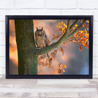 Langohr Eule Vogel Zweig Herbst Herbst Baum Bokeh Wildtiere Tier Wandbild Druck