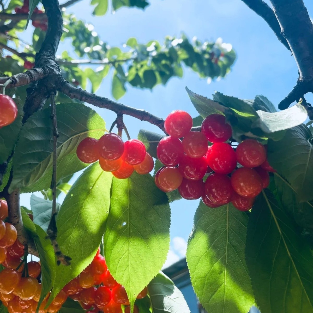 30 Sweet Cherry Seeds – Juicy Red Cherries for Home Orchards