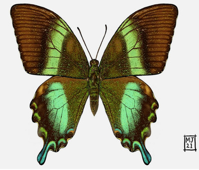絵画 butterfly The image illustrates a blue butterfly, with dimensions of
